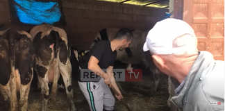 Inxhinieri amerikan lë Kaliforninë dhe punon tokat në Vlorë: Do mbjell 100 hektarë grurë