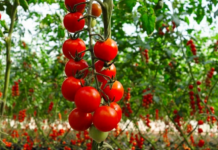 Perimet shqiptare, të preferuarat e europianëve