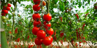 Perimet shqiptare, të preferuarat e europianëve