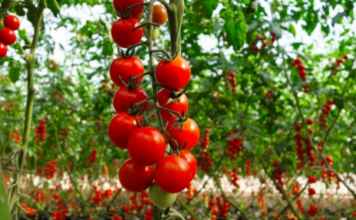 Perimet shqiptare, të preferuarat e europianëve