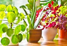 Këto janë lulet që mbushin shtëpinë me oksigjen, ja kë të zgjidhni
