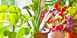 Këto janë lulet që mbushin shtëpinë me oksigjen, ja kë të zgjidhni