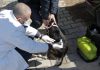 NISMA/ Shërbime veterinare falas për ata që kujdesën për qentë endacakë në Tiranë