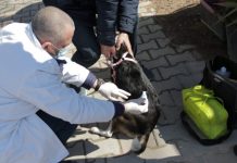 NISMA/ Shërbime veterinare falas për ata që kujdesën për qentë endacakë në Tiranë