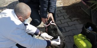 NISMA/ Shërbime veterinare falas për ata që kujdesën për qentë endacakë në Tiranë