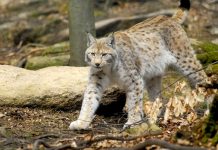 FOTOT/ 3 Marsi, Dita Botërore e Jetës së Egër