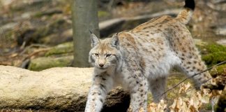 FOTOT/ 3 Marsi, Dita Botërore e Jetës së Egër