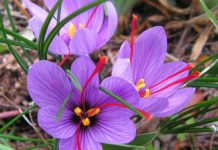 Quhet “ari i kuq”/ Erëza më e shtrenjtë në botë që rritet edhe në Shqipëri