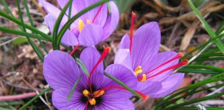 Quhet “ari i kuq”/ Erëza më e shtrenjtë në botë që rritet edhe në Shqipëri