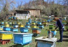 FOTOT/ Njihuni me Floretën, gruaja nga Librazhdi që ka 150 koshere bletë