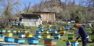 FOTOT/ Njihuni me Floretën, gruaja nga Librazhdi që ka 150 koshere bletë