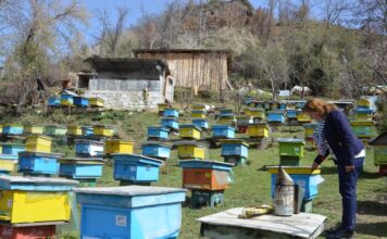 FOTOT/ Njihuni me Floretën, gruaja nga Librazhdi që ka 150 koshere bletë