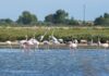 Spektakël në plazhin e Pishë-Poros në Fier, ‘ushtria’ e flamingove ‘pushton’ zonën turistike