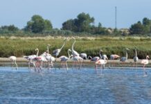 Spektakël në plazhin e Pishë-Poros në Fier, ‘ushtria’ e flamingove ‘pushton’ zonën turistike