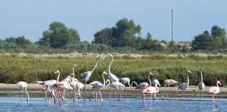 Spektakël në plazhin e Pishë-Poros në Fier, ‘ushtria’ e flamingove ‘pushton’ zonën turistike
