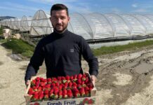 Njihuni me Olsin, i riu që prodhon dhe eksporton 360 tonë luleshtrydhe “Made in Albania”