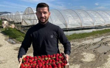 Njihuni me Olsin, i riu që prodhon dhe eksporton 360 tonë luleshtrydhe “Made in Albania”