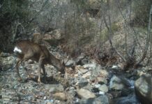 FOTOT/ Shihni fotot fantastike të kafshëve të egra në Shqipëri, filmuar nga kamerat kurth