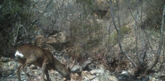 FOTOT/ Shihni fotot fantastike të kafshëve të egra në Shqipëri, filmuar nga kamerat kurth