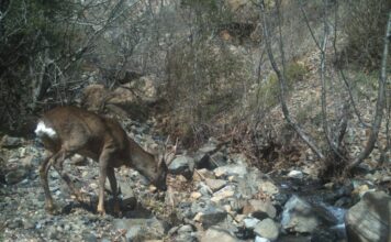 FOTOT/ Shihni fotot fantastike të kafshëve të egra në Shqipëri, filmuar nga kamerat kurth