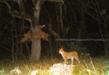 FOTO/ Filmohet për herë të parë rrëqebulli i Ballkanit në Parkun e Prespës