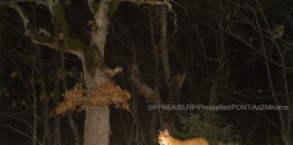 FOTO/ Filmohet për herë të parë rrëqebulli i Ballkanit në Parkun e Prespës