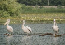 Liqeni i Shkodrës, një nga zonat më të pasura në Evropë për shpendët ujorë