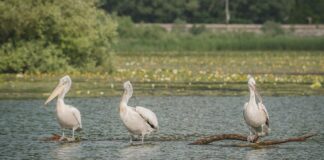 Liqeni i Shkodrës, një nga zonat më të pasura në Evropë për shpendët ujorë