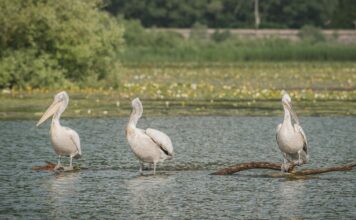 Liqeni i Shkodrës, një nga zonat më të pasura në Evropë për shpendët ujorë