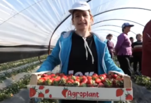 FOTO/ Njihuni me të riun që u kthye nga emigrimi dhe sot është kampion për luleshtrydhe