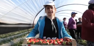 FOTO/ Njihuni me të riun që u kthye nga emigrimi dhe sot është kampion për luleshtrydhe