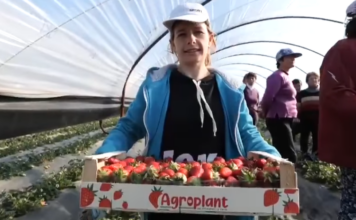 FOTO/ Njihuni me të riun që u kthye nga emigrimi dhe sot është kampion për luleshtrydhe