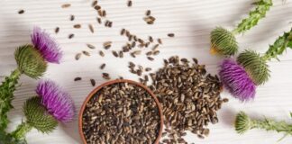 Vetitë kuruese të gjembakut të qumështit