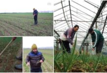 35 vjecari i futet bujqësisë: Punësoj 20-30 persona gjatë sezonit