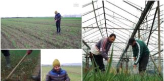 35 vjecari i futet bujqësisë: Punësoj 20-30 persona gjatë sezonit