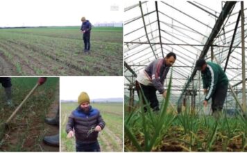 35 vjecari i futet bujqësisë: Punësoj 20-30 persona gjatë sezonit