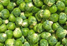 Lakra e Brukselit, perimja që po u sjell fitime fermerëve të Divjakës