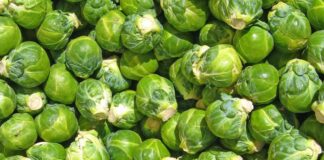 Lakra e Brukselit, perimja që po u sjell fitime fermerëve të Divjakës