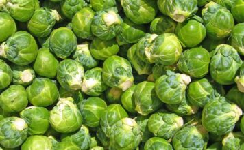 Lakra e Brukselit, perimja që po u sjell fitime fermerëve të Divjakës