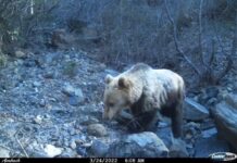 Ariu i murrmë, rrëqebulli…/Moratoriumi i gjuetisë, shton faunën e egër në Shebenik-Jabllanicë