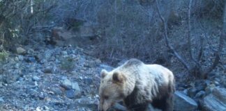 Ariu i murrmë, rrëqebulli…/Moratoriumi i gjuetisë, shton faunën e egër në Shebenik-Jabllanicë