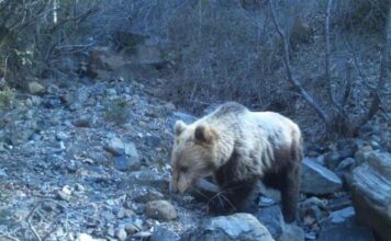 Ariu i murrmë, rrëqebulli…/Moratoriumi i gjuetisë, shton faunën e egër në Shebenik-Jabllanicë