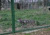 FOTOT/ Në 1 qershor hapet Kopshti Zoologjik i Tiranës, shihni ambientet e reja