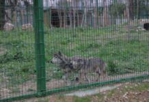FOTOT/ Në 1 qershor hapet Kopshti Zoologjik i Tiranës, shihni ambientet e reja