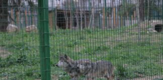 FOTOT/ Në 1 qershor hapet Kopshti Zoologjik i Tiranës, shihni ambientet e reja