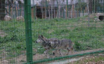 FOTOT/ Në 1 qershor hapet Kopshti Zoologjik i Tiranës, shihni ambientet e reja