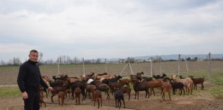 33-vjeçari nga Kurbini që kujdeset për 15 lopë dhe 100 dhi: Në Shqipëri kam gjithçka