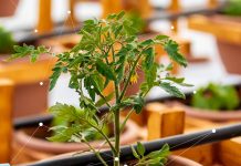 “Urban Farming School”, një mundësi për të rinjtë në Tiranë