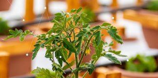 “Urban Farming School”, një mundësi për të rinjtë në Tiranë