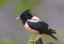 LLOJ I RI I SHTOHET LISTËS SË SHPENDËVE TË ZONËS SË MBROJTUR VJOSË-NARTË